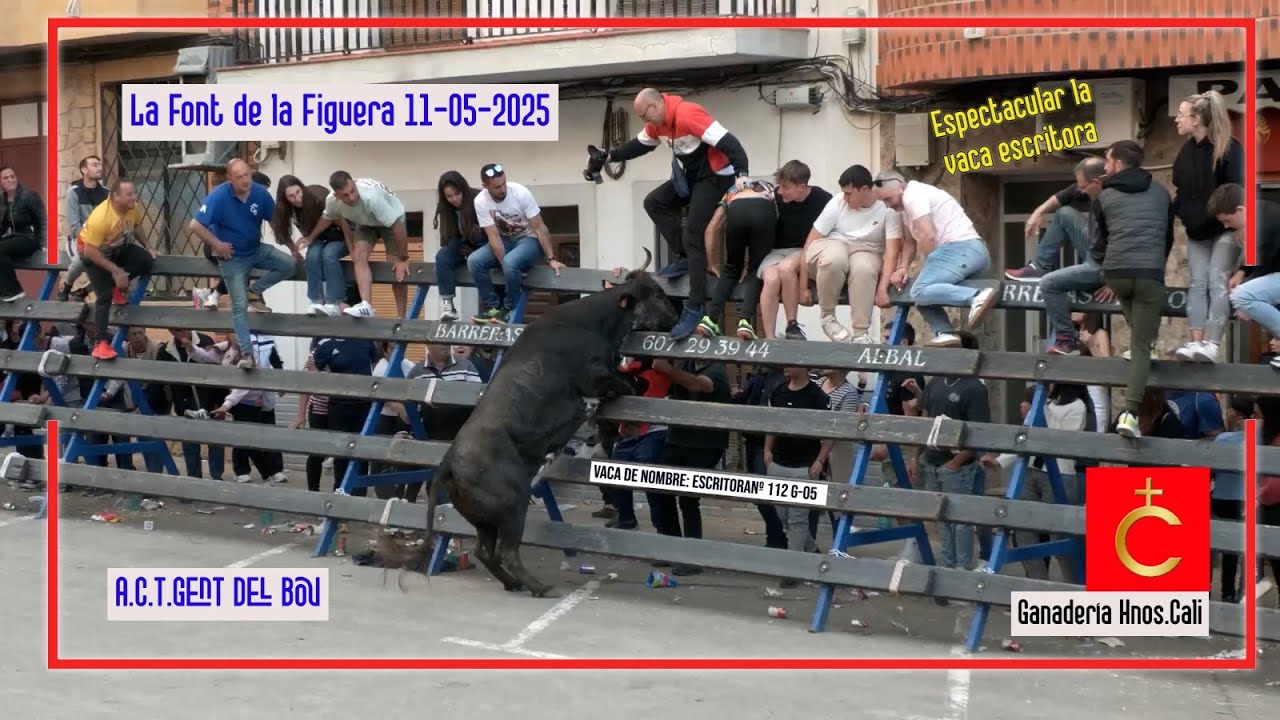 La Font de la Figuera 11 ▪️ 05 ▪️ 2025 Ganadería Hnos Cali
