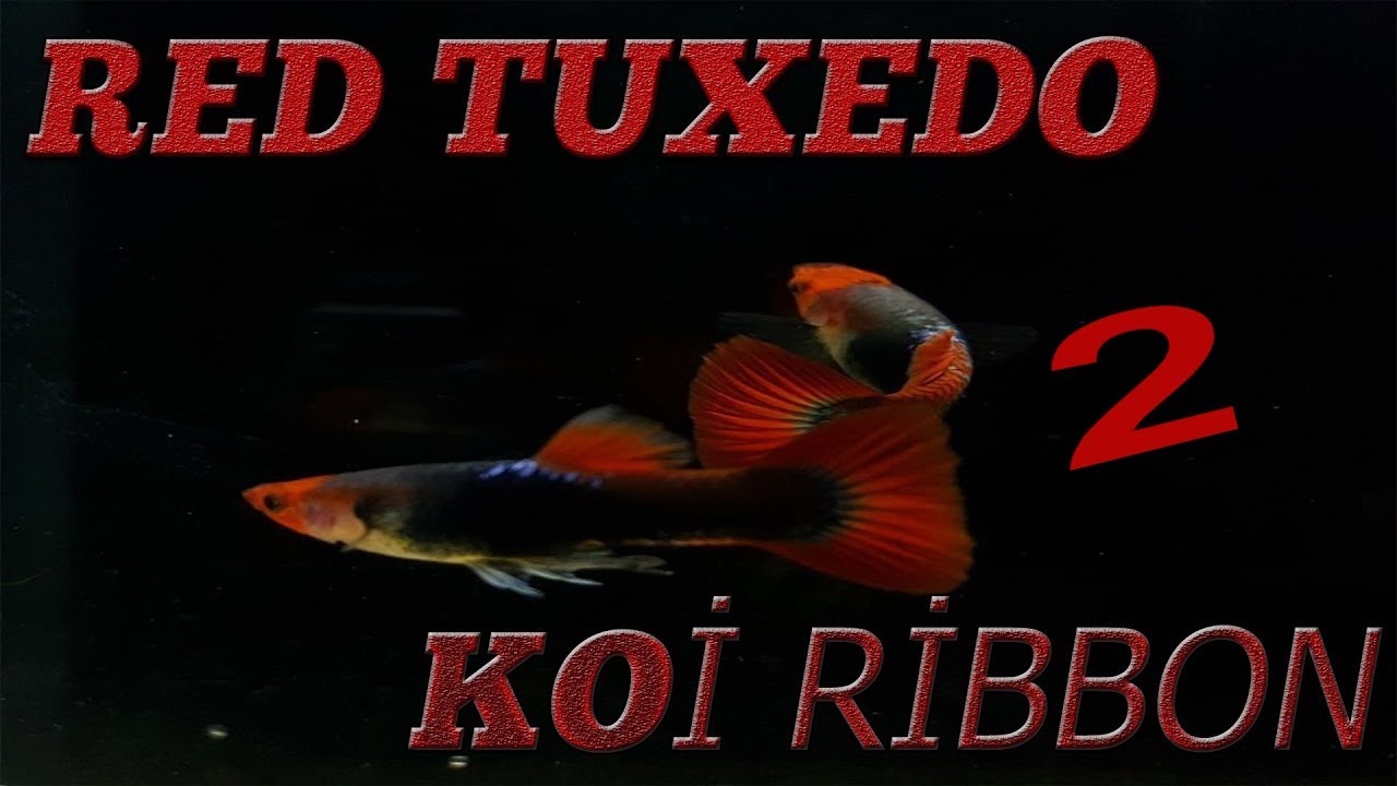 ÖZEL TÜR LEPİSTES ÜRETİMİ-Üretimde püf noktalar-Red tuxedo koi ikinci dişimizden da yavru aldık - 82