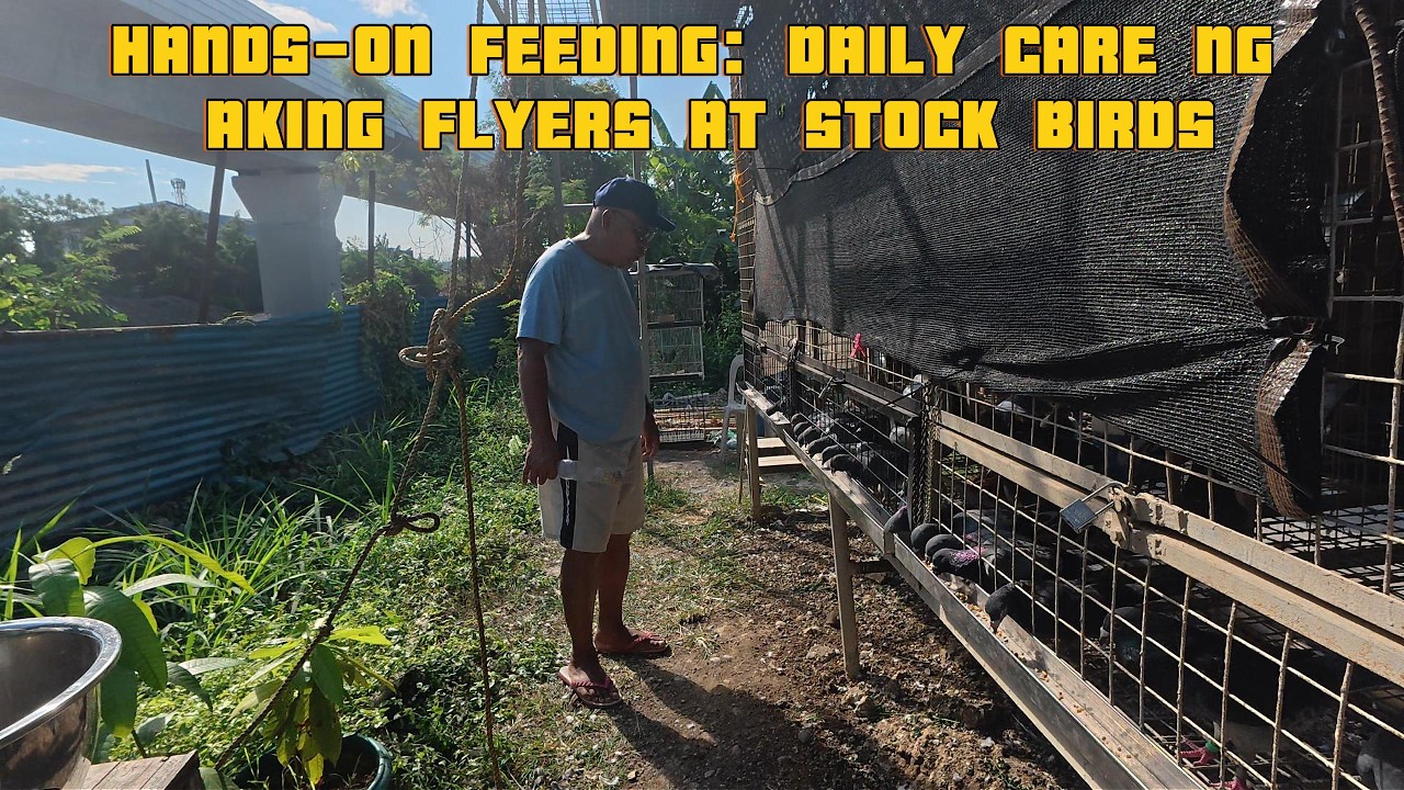 HANDS-ON FEEDING: DAILY CARE NG AKING FLYERS AT STOCK BIRDS
