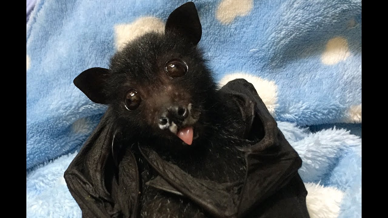 Baby flying-fox has his first fruit:  this is Liquorice Allsorts