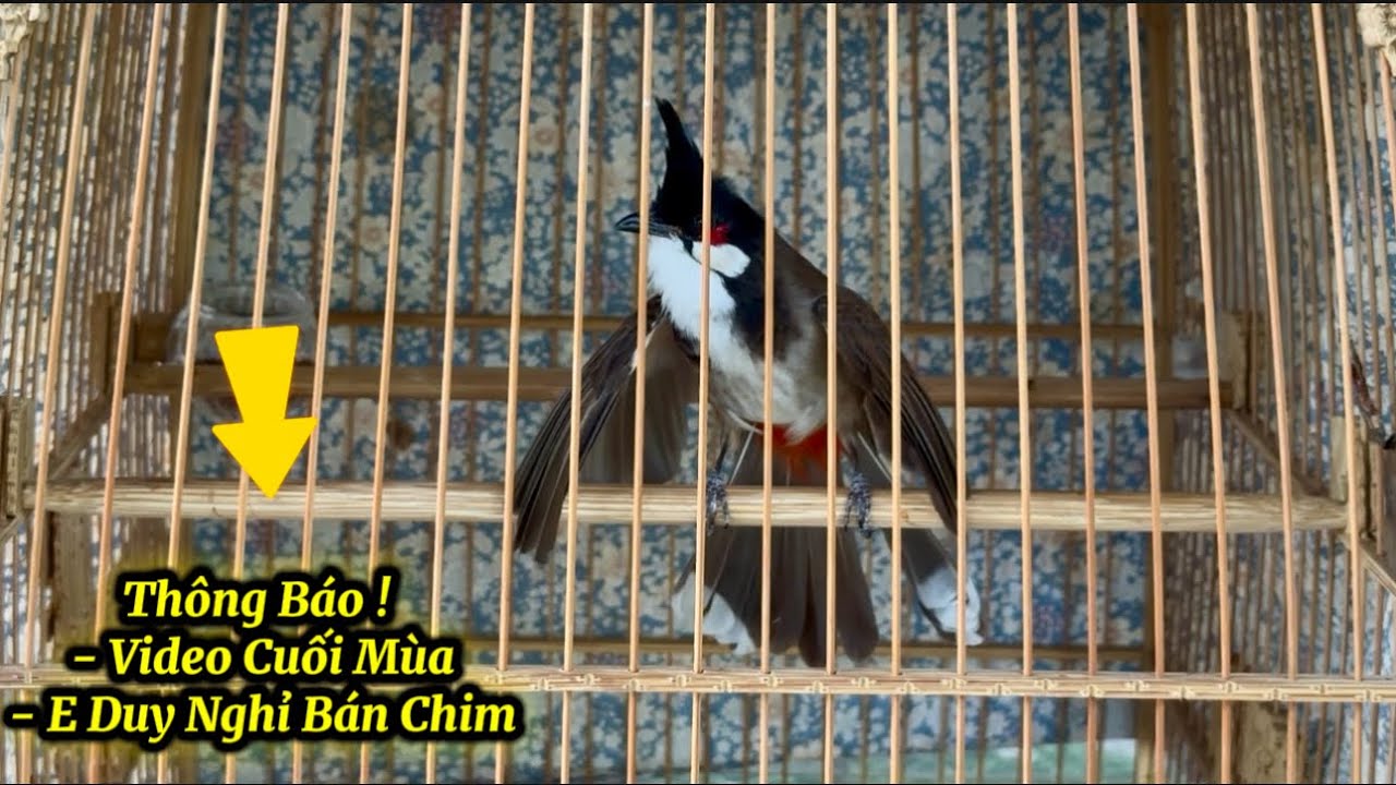 Thông Báo Nghỉ Lông - Bán Nốt 8 Chim Cuối Cùng Của Mùa, Thành Tích Rất Tốt, Sứng Đáng Chăm Lông