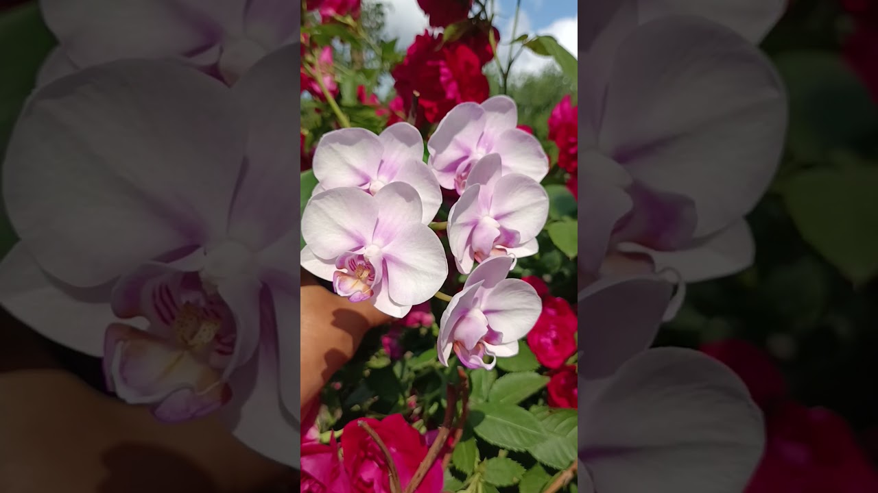 Phal. Miki Sakura 1327💕