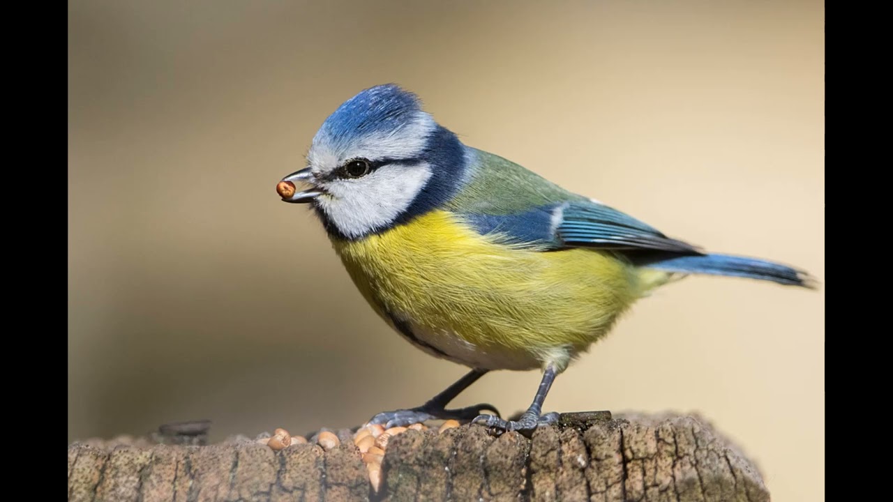 Eurasian blue tit song