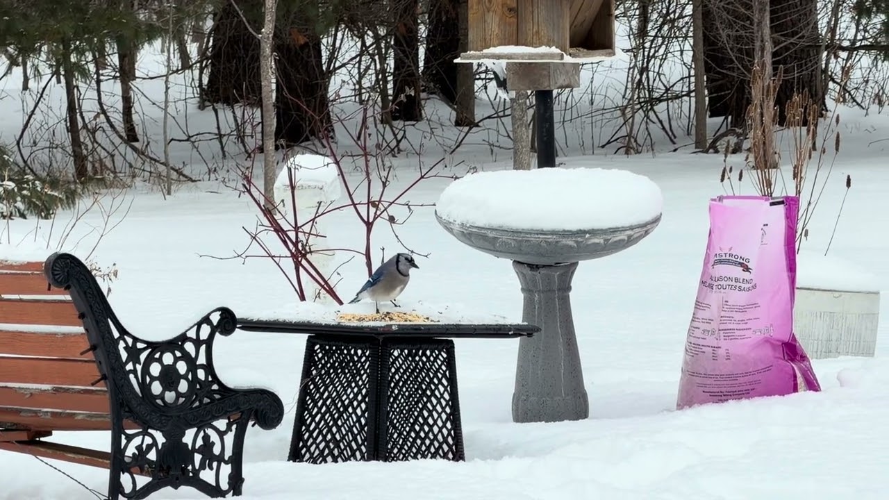 Feeding birds in winter blue jays,woodpeckers,white-breasted nuthatch,chickadees #canadianbirds 