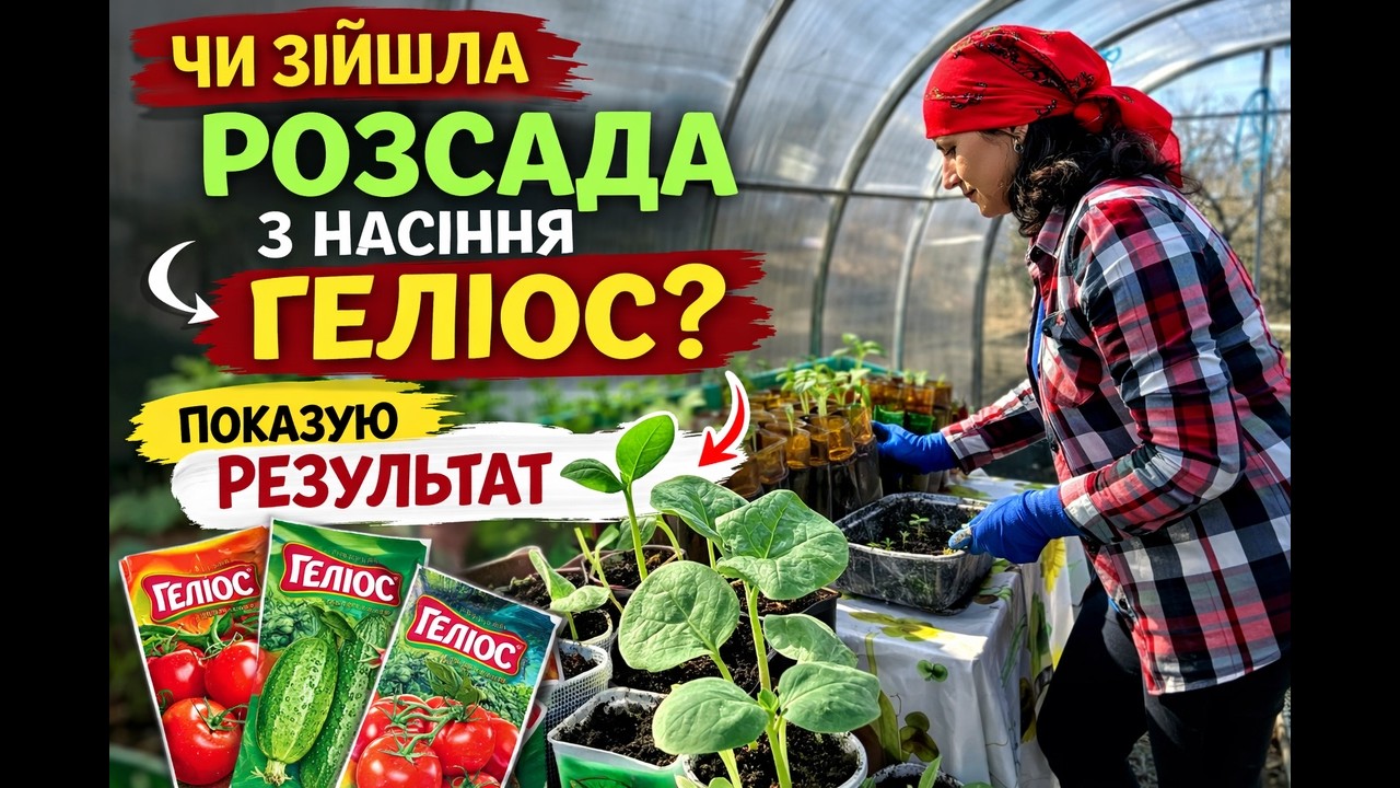 Чи зійшла розсада з насіння Геліос? Показую результат🌱 /Did the Helios Seeds Sprout? #дерозквітаємир