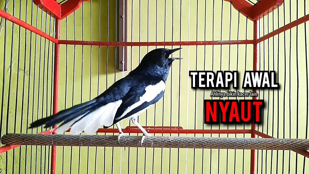 kacer gacor NGEPLONG tarung ini paling ampuh buat PANCINGAN KACER agar EMOSI NYAUT
