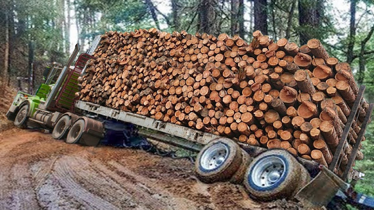 Dangerous Idiots Fastest Skills Chainsaw Tree Felling, Heavy Equipment Logging Wood Truck Operator