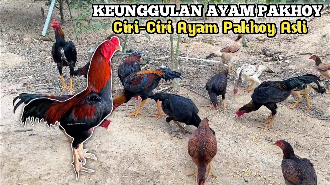 Ciri-Ciri Ayam Pakhoy Asli Serta Kelebihannya dibandingkan ayam jenis lain