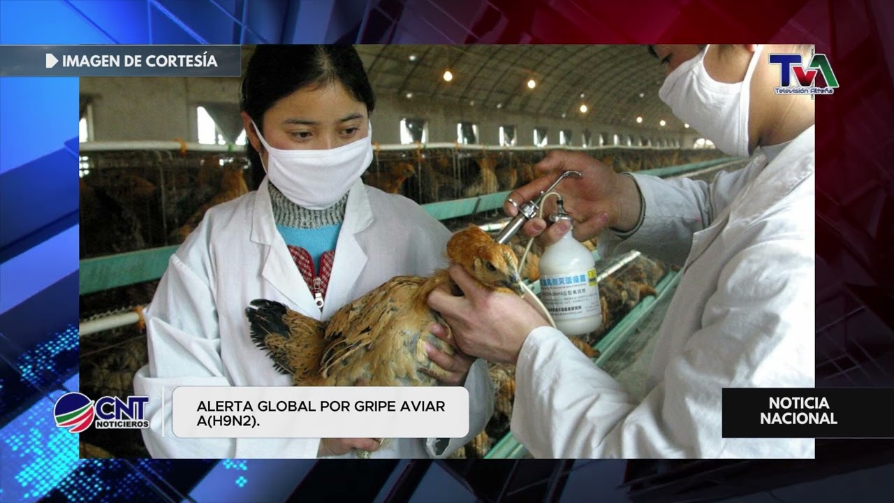 ⚠️🦠 Alerta global por gripe aviar H9N2 | qu&eacute; se sabe del nuevo riesgo sanitario