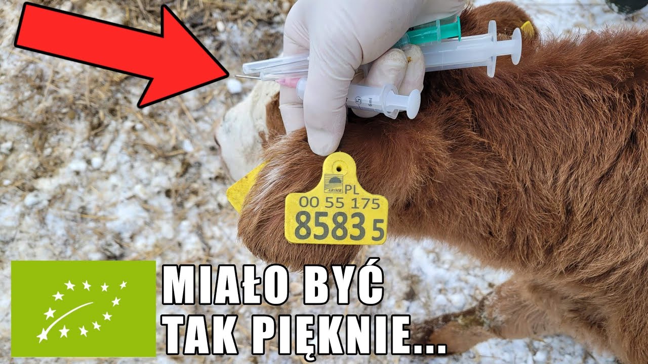 Nie zawsze jest tak RÓŻOWO jak na YouTubie. Jeden cielak NIE ŻYJE a drugi w ciężkim stanie... :(
