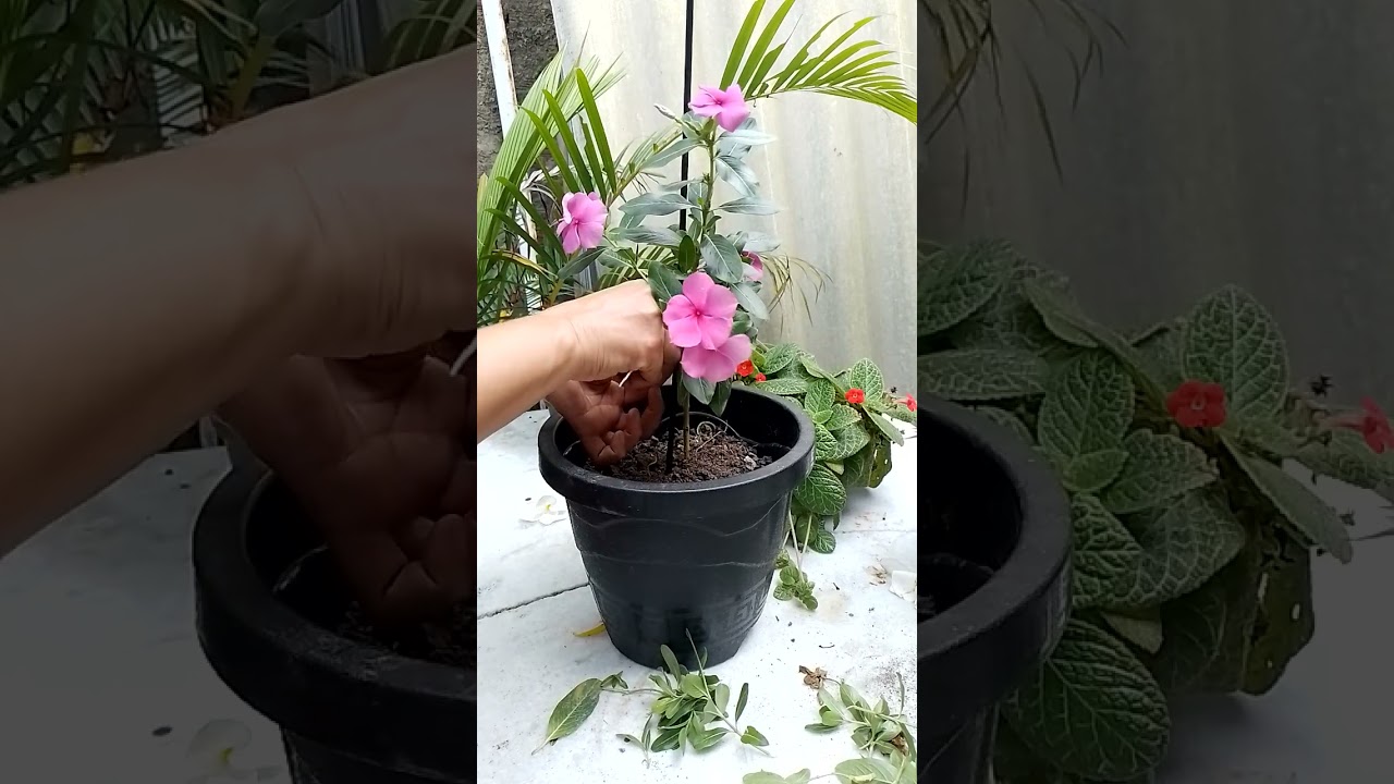 vincas como plantar da forma mas simples