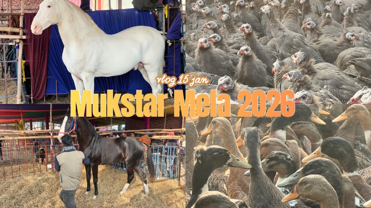 Mukstar Mela 2026|| Mukstar horse Fair 2026🐎 