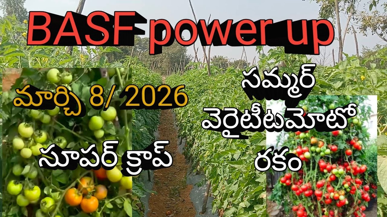 మార్చి 8 2026 BASF power up సమ్మర్ వెరైటీ టమోటా రకం సూపర్ క్రాప్ 
