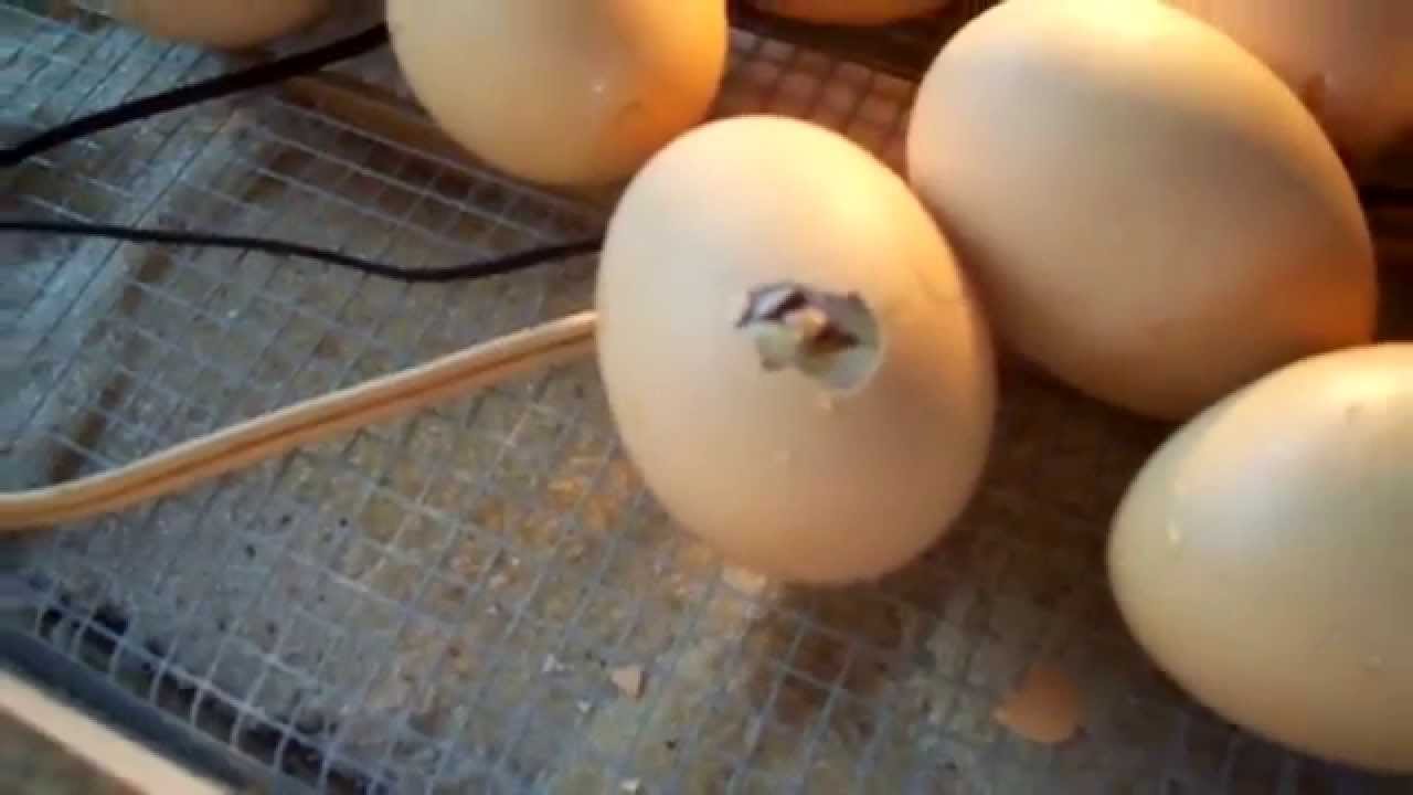 Chicks Are Starting To Hatch In Our Home Made Incubator #3 Chicken Eggs Day 21 & 22