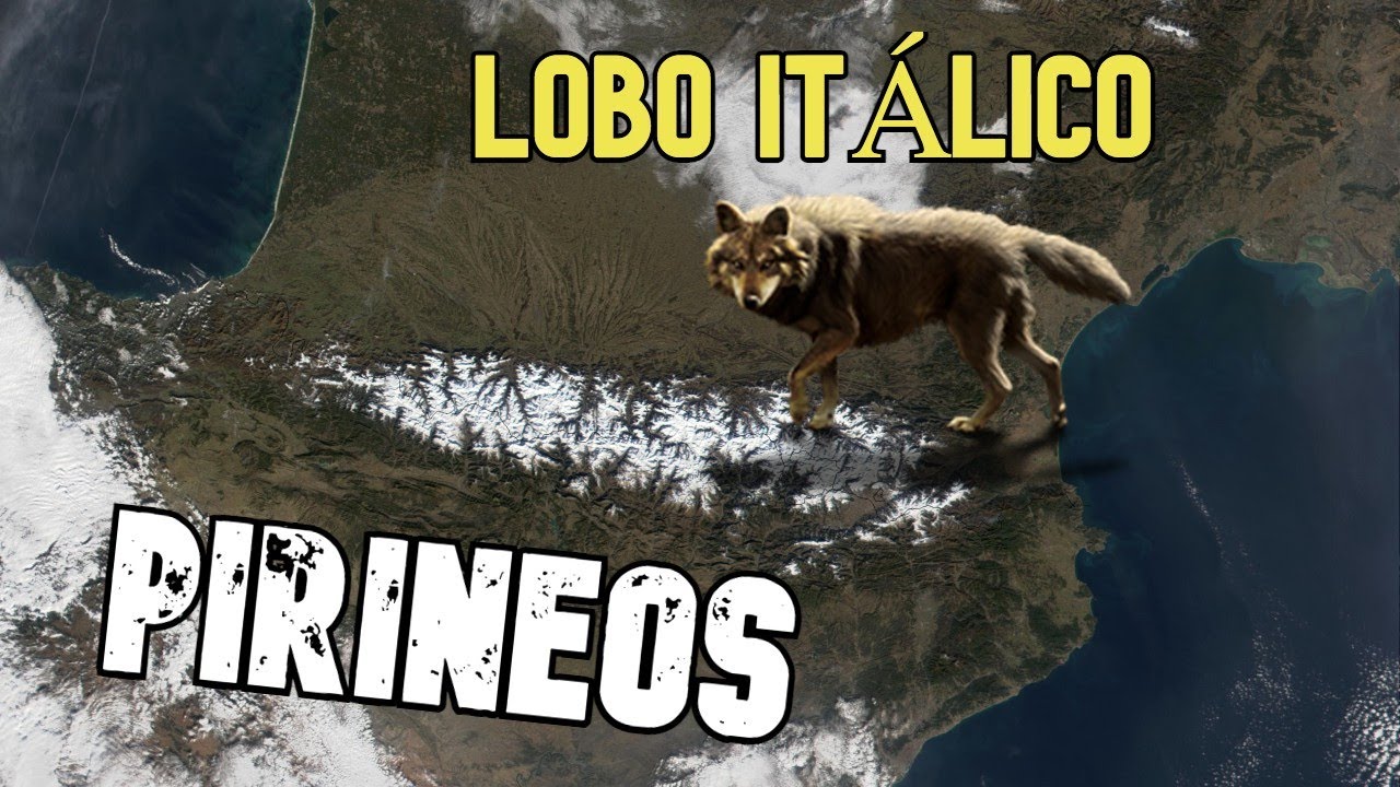 El lobo itálico en el Pirineo | #Rewilding IX