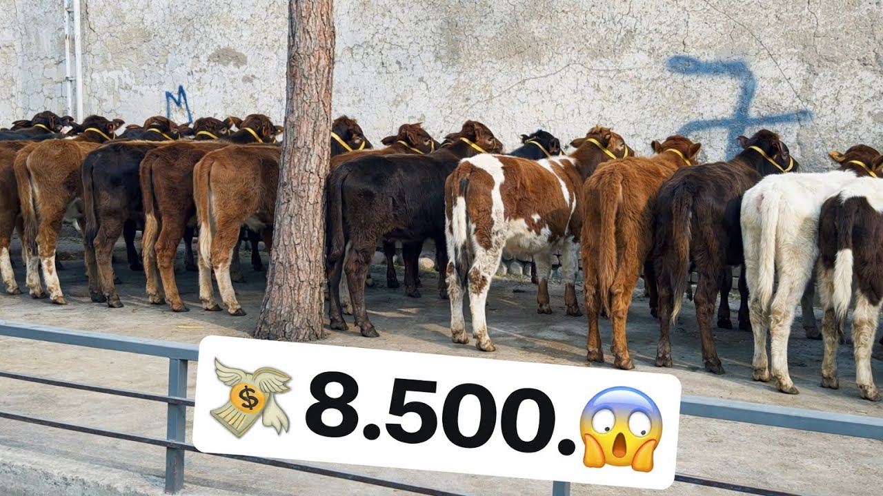 👁️HOHLAG YEMGA OLIG HOHLAG SIGIR YONALSHGA SFATLIK VA ARZON BOLIP KETI 2026_01_16_febral.