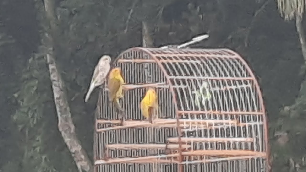 CANARIO CORREU PRO SOLTO,COMO Fazer pra ele voltar a Cantar e ter Ordem #canario #passaros #viral
