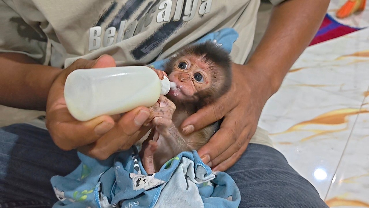 Night feeding for poor baby monkeys