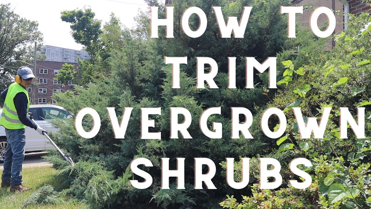TRIMMING SHRUBS