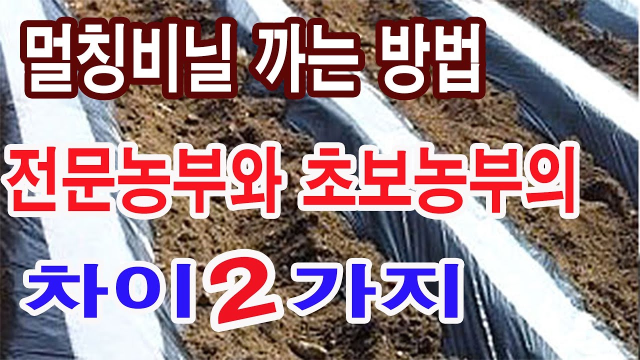 멀칭비닐 까는 방법, 전문농부와 초보농부의 차이 2가지,  이랑 만들기, 멀칭비닐 선택, 멀칭비닐 까는 방법 , 잡초 방제를 위한 멀칭 깔기, 잡초 방제 비닐 덮기.