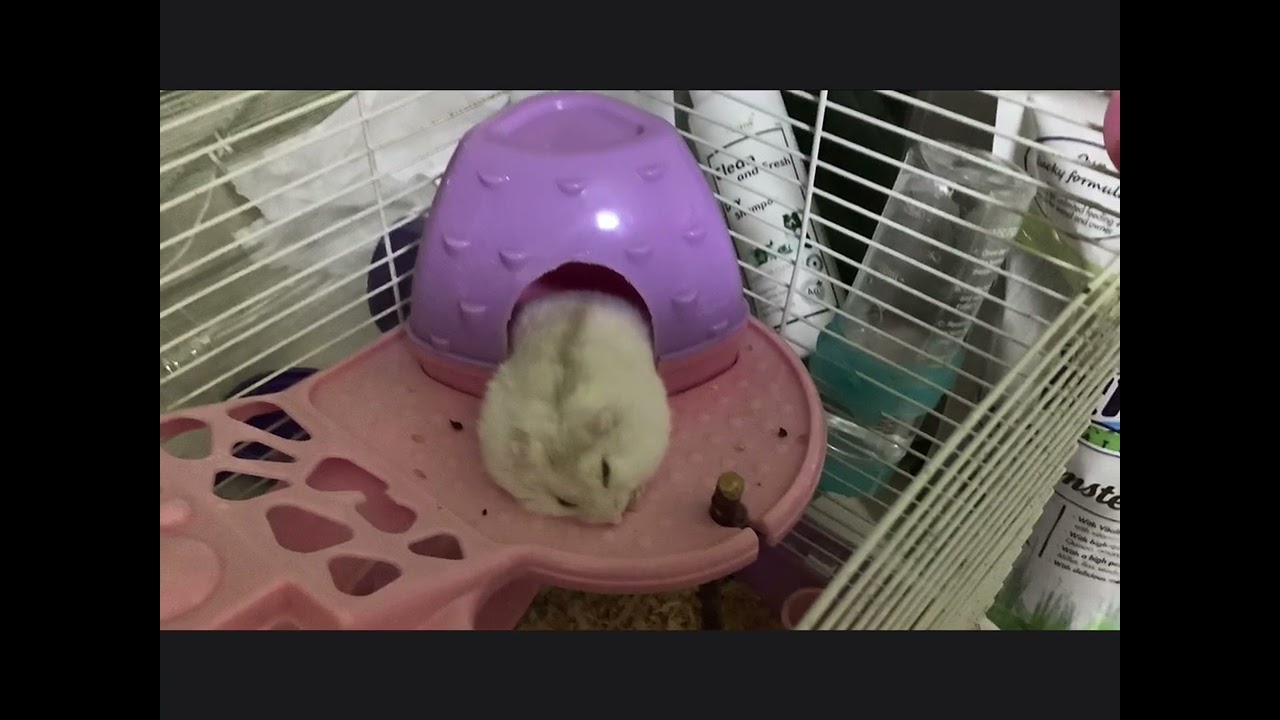 ￼￼￼￼鼠鼠這一年￼的倍伴