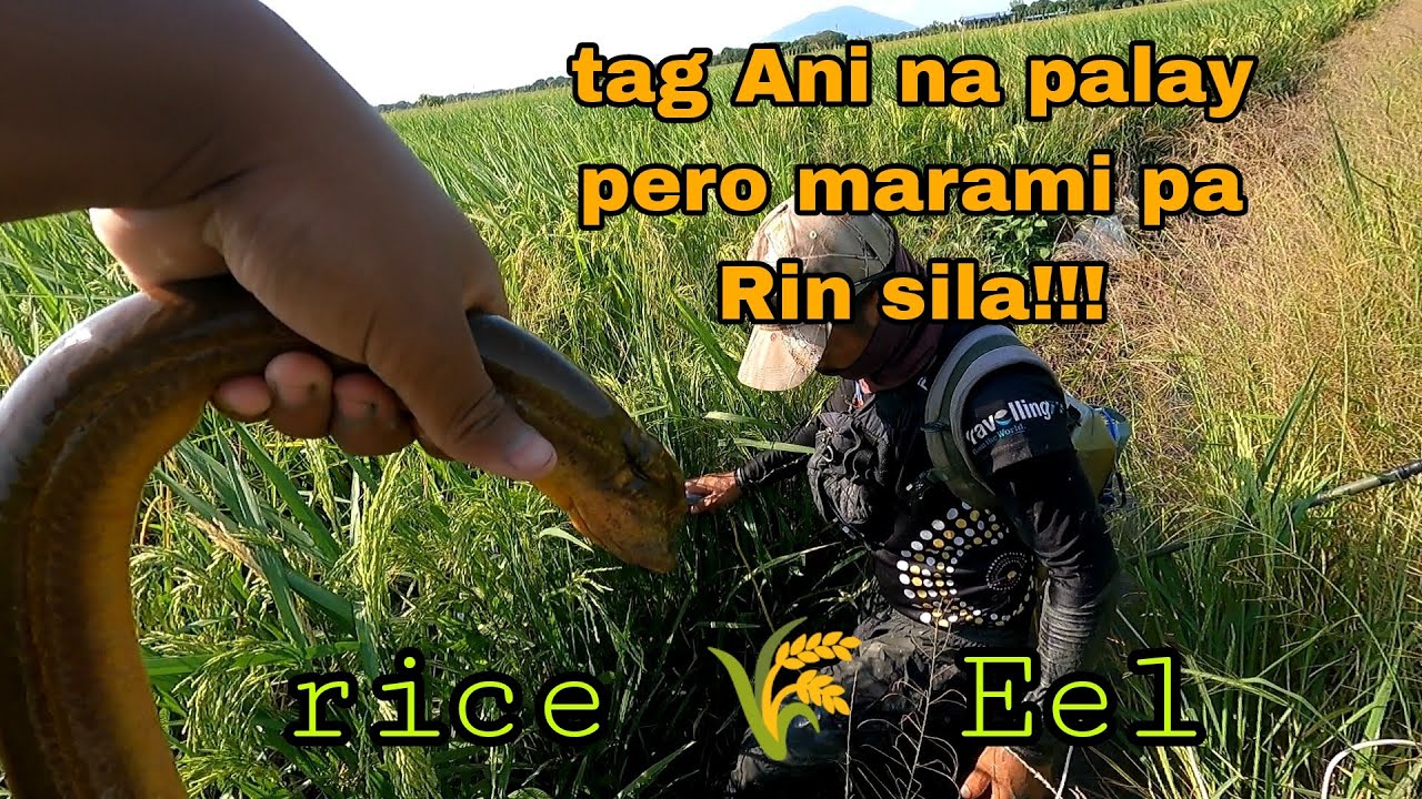 TAG ANI NA PERO Ang dami pang mga igat o Eel sa PALAYAN