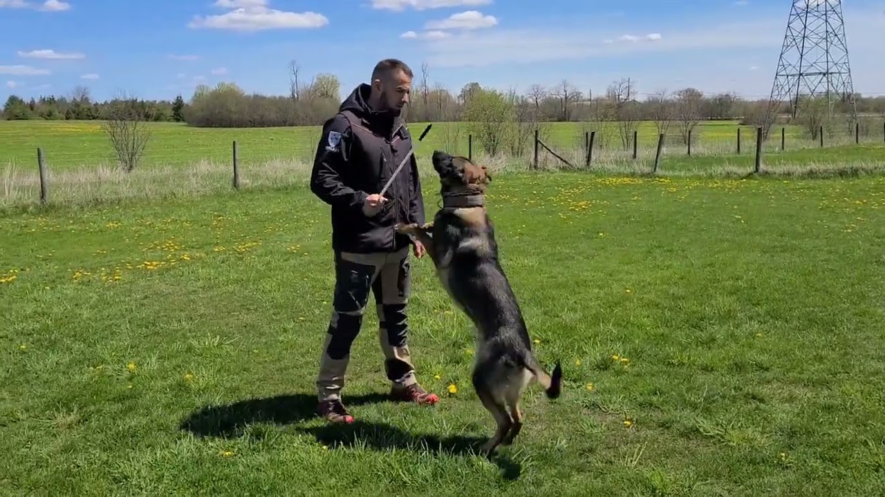 Making Fancy Obedience - Real Dog Training # 2