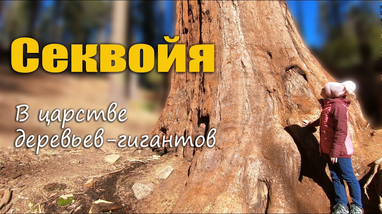Секвойя: в царстве гигантских деревьев