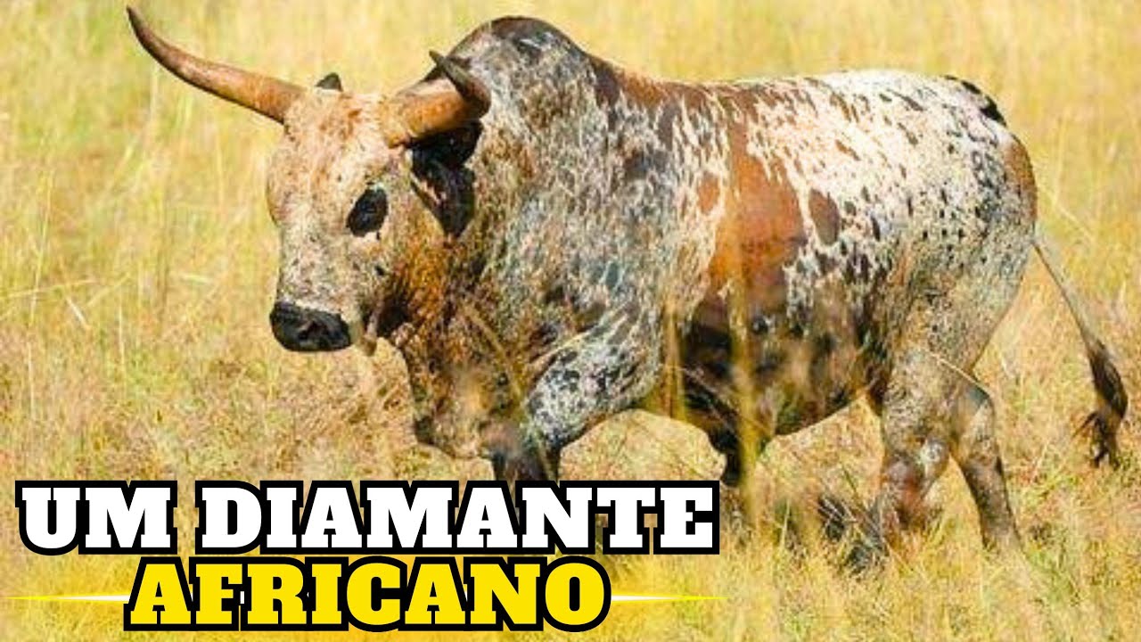 O Gado Africano Que Sobrevive Onde Outros Desistem!