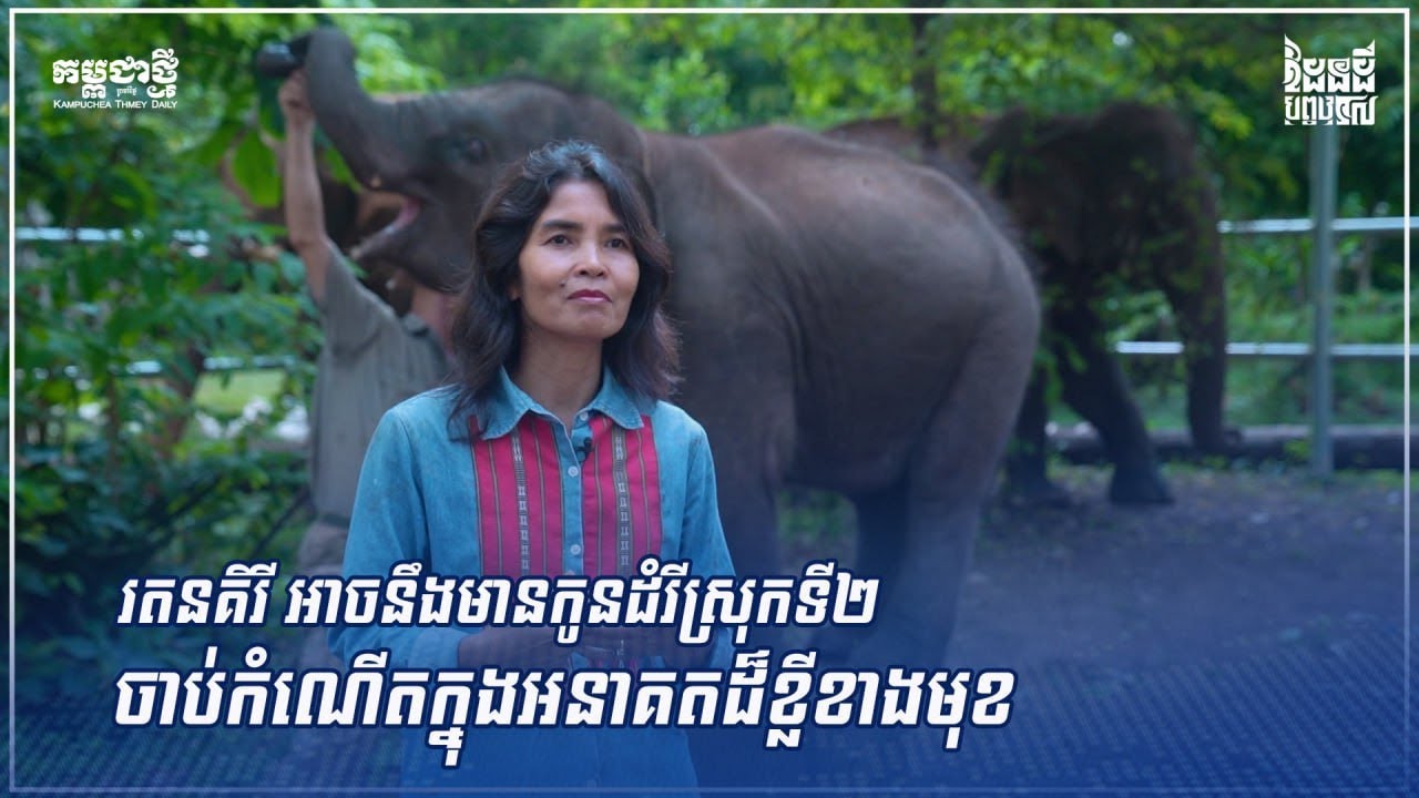 ក្តីសង្ឃឹមដ៏ធំមួយ “រតនគិរីអាចនឹងមានកូនដំរីស្រុកទី២ ចាប់កំណើតក្នុងអនាគតដ៏ខ្លីខាងមុខ”