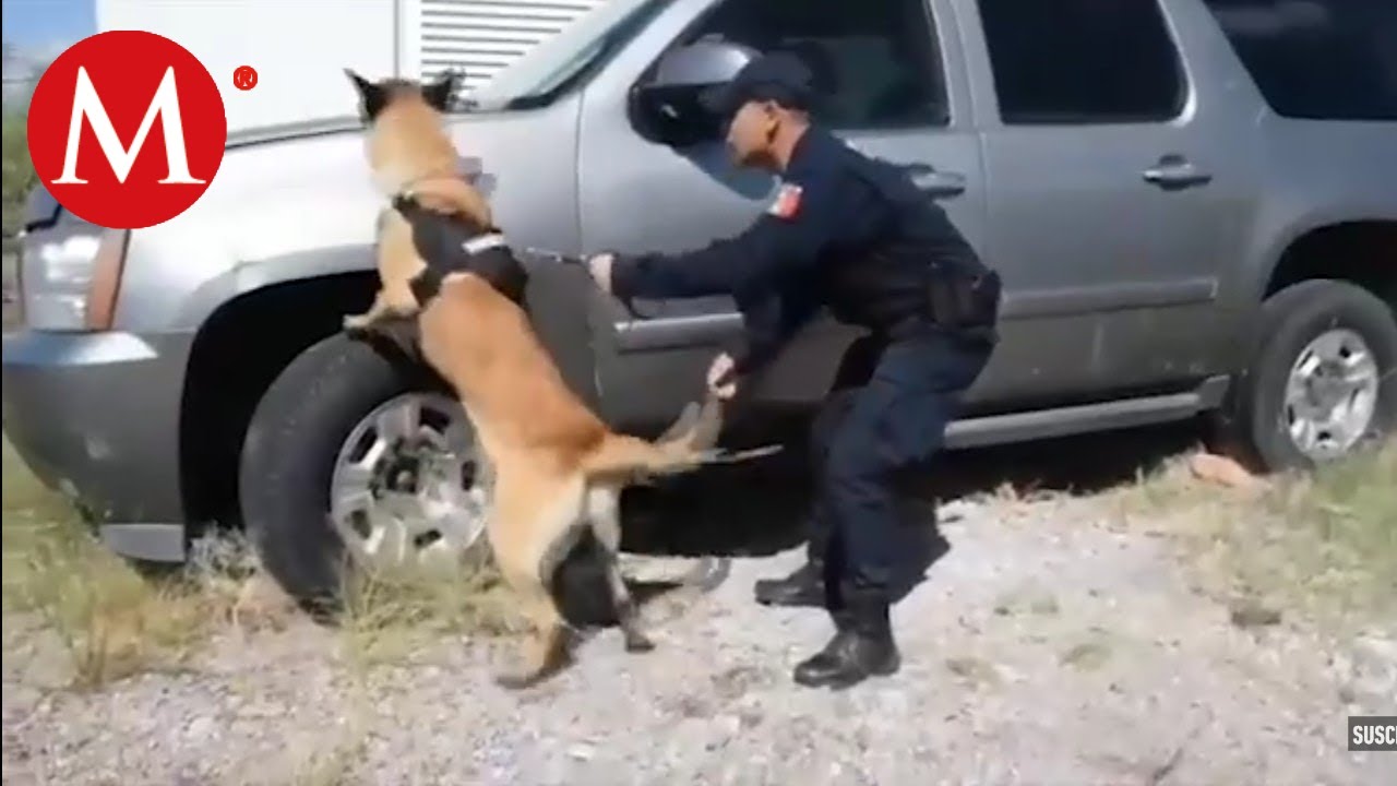 Policía canina en Aguascalientes apoyo fundamental contra el delito