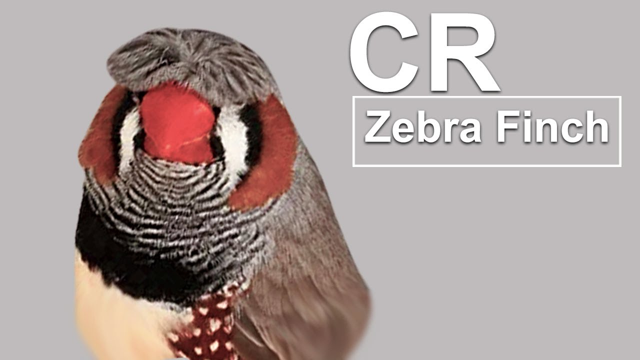 CREST MUTATION ( DOMINANT ) ZEBRA FINCH