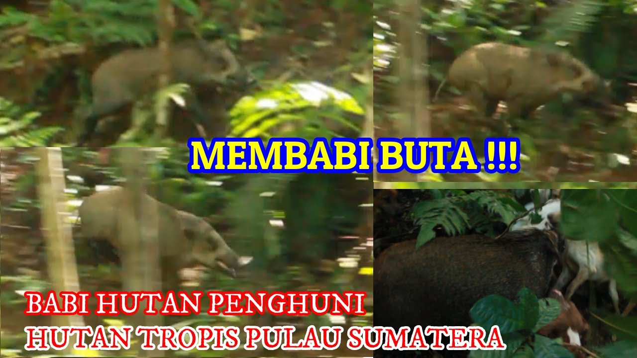 MEMBABI BUTA !! BERBURU BABI HUTAN PENGHUNI HUTAN TROPIS SUMATRA || PORBI SUMBAR WILD BOAR HUNTING
