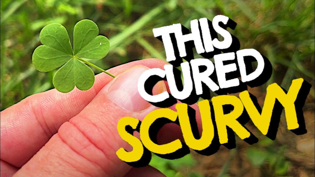 What is Wood Sorrel? Wild Lemony Vitamin C Powerhouse You&rsquo;re Probably Not Foraging