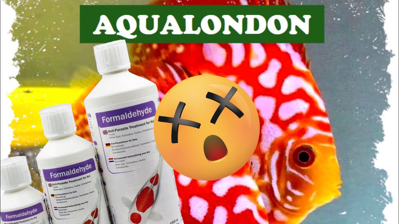 Reproducción de peces Cap 1! Formol ⛑️