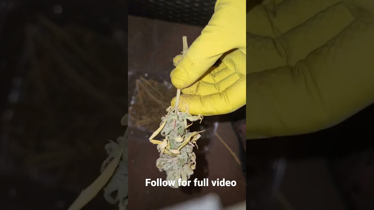 Trimming Cannabis (Manicure)