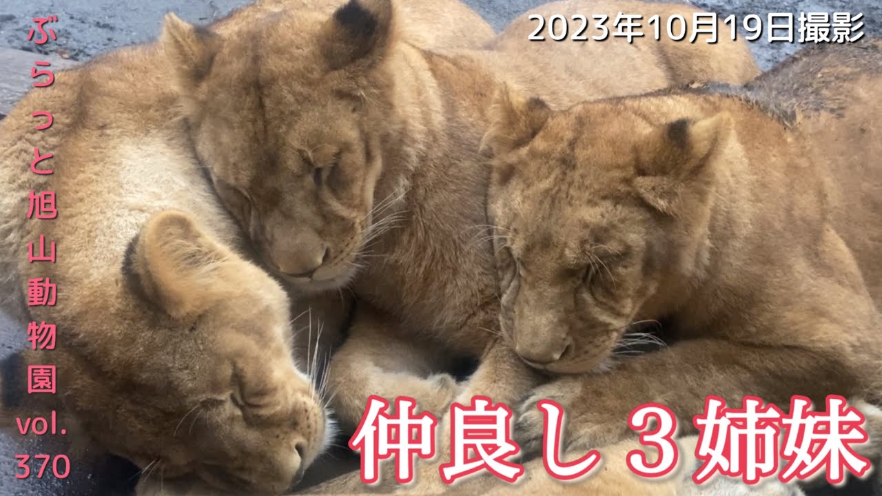 【今日のライオン】夫婦の仲を邪魔するかわいいギャング3姫。オリト＆イオファミリーvol370@旭山動物園/lion cub interfering w/couple's a  relationship
