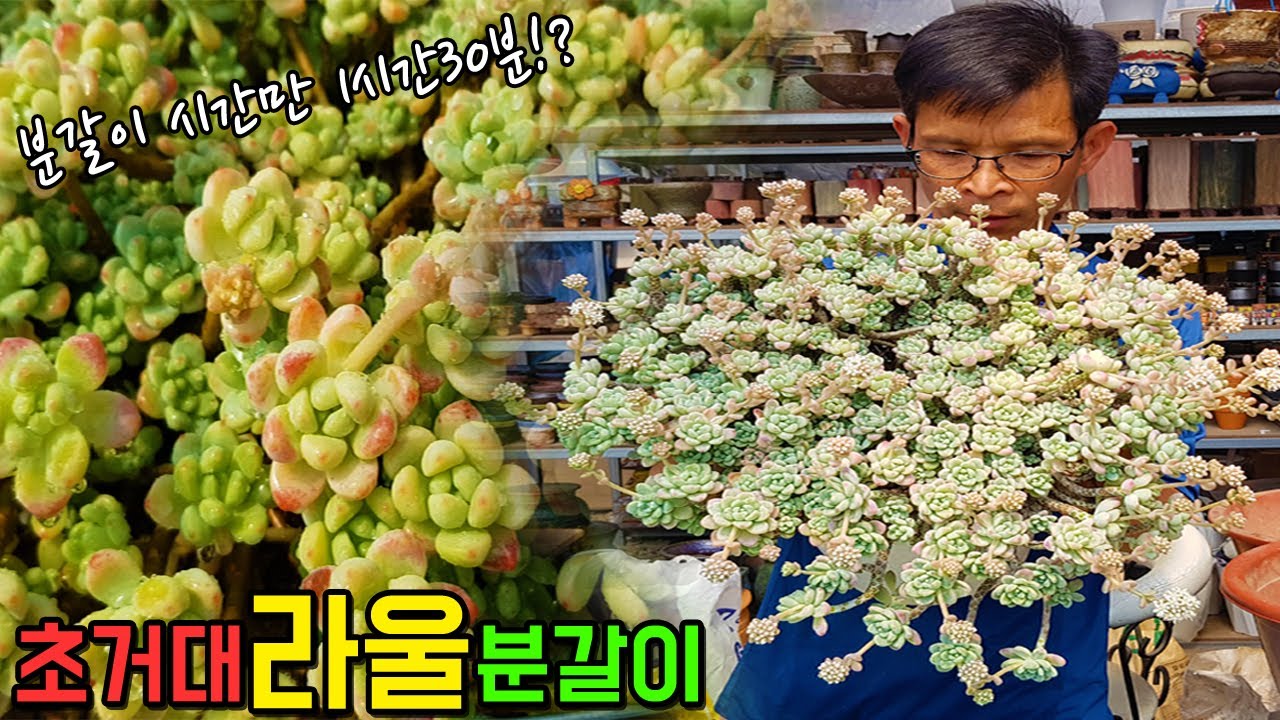 너무 커서 1시간30분동안 분갈이한 초거대 다육식물 라울(Sedum Clavatum)