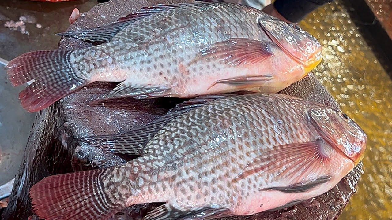 Amazing Cutting Skills | Tilapia-Pomfret-Carp-Rohu Fish Cutting Skills So Fast