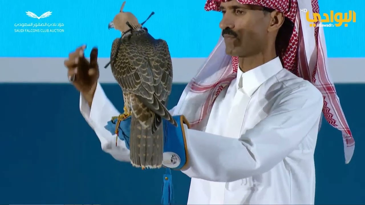 مزاد طرح محلي بنادي الصقور السعودي | لعدد 4 طيور شاهين |  بتاريخ 13-11-2023