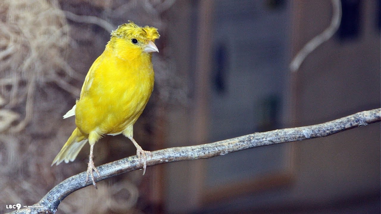ساعة و نصف من تغريد الكناري (منصوح به لتسميع الفراخ و الذكور)