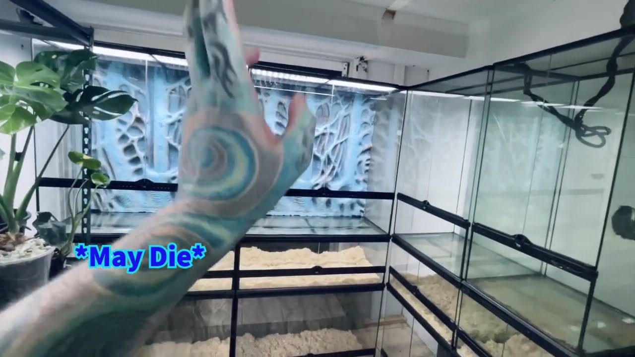 Boyd's Forest Dragon Enclosures