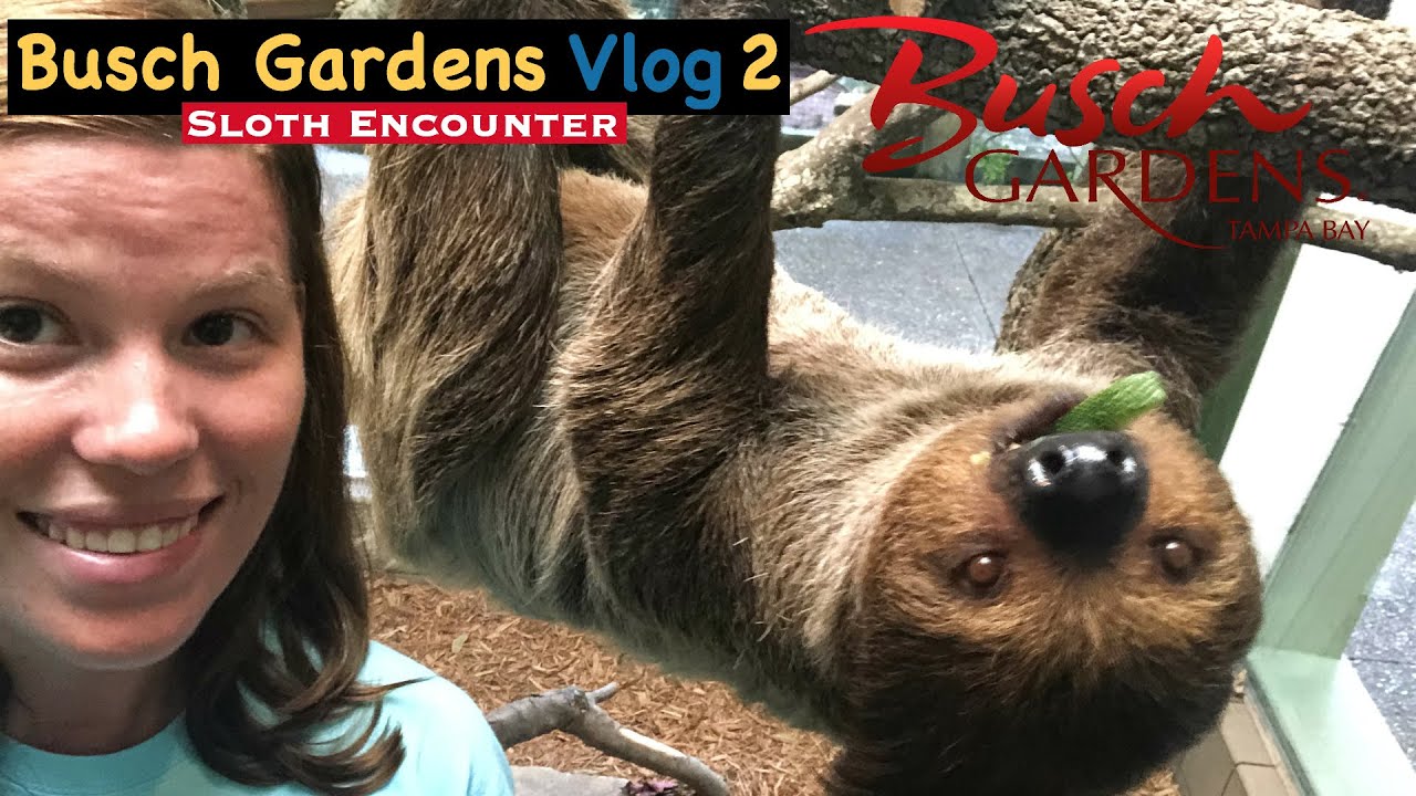 Busch Gardens Sloth Encounter