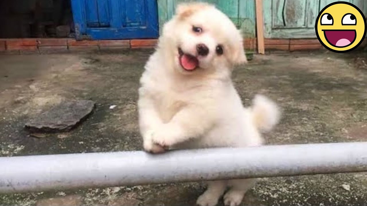 Cutest & Funniest Puppies of 2025 — Laugh Out Loud Guaranteed! 🤣🐾
