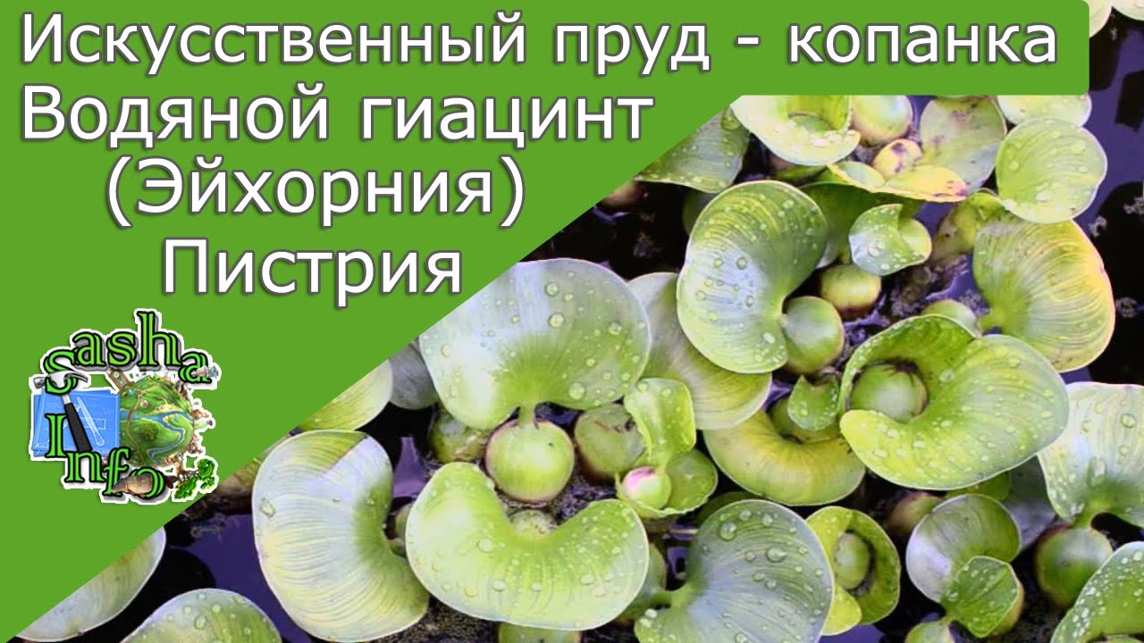 Искусственный пруд своими руками . Водяной гиацинт Эйхорния Пистрия природный фильтр воды
