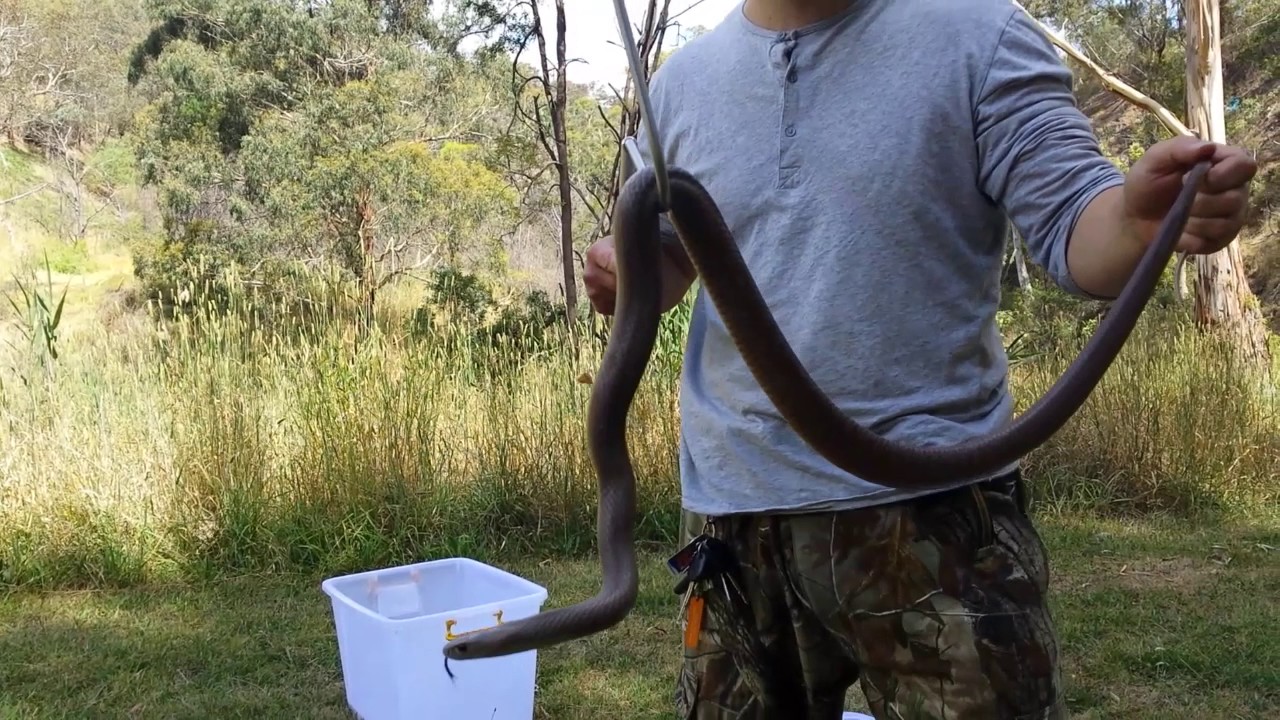 SNAKE HUNTER - 24/7 Snake Catcher Melbourne
