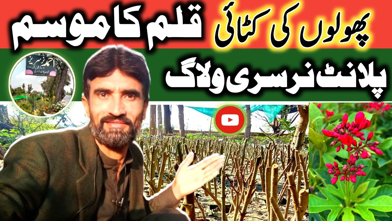 Grow jatropha flowers from cuttings💐 || Nursery pe jatropha ki kalam lagane ka tarika #ahmadnursery