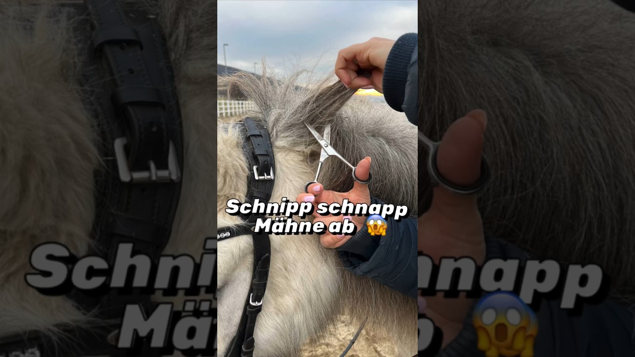 Es ist vollbracht 🐴😱Ein Teil von Myglas M&auml;hne musste dran glauben 😈