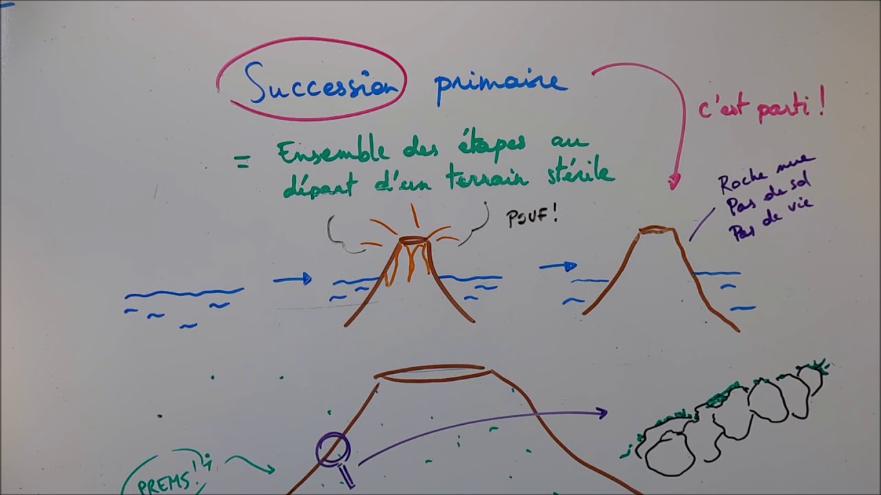 Succession primaire, succession secondaire et climax