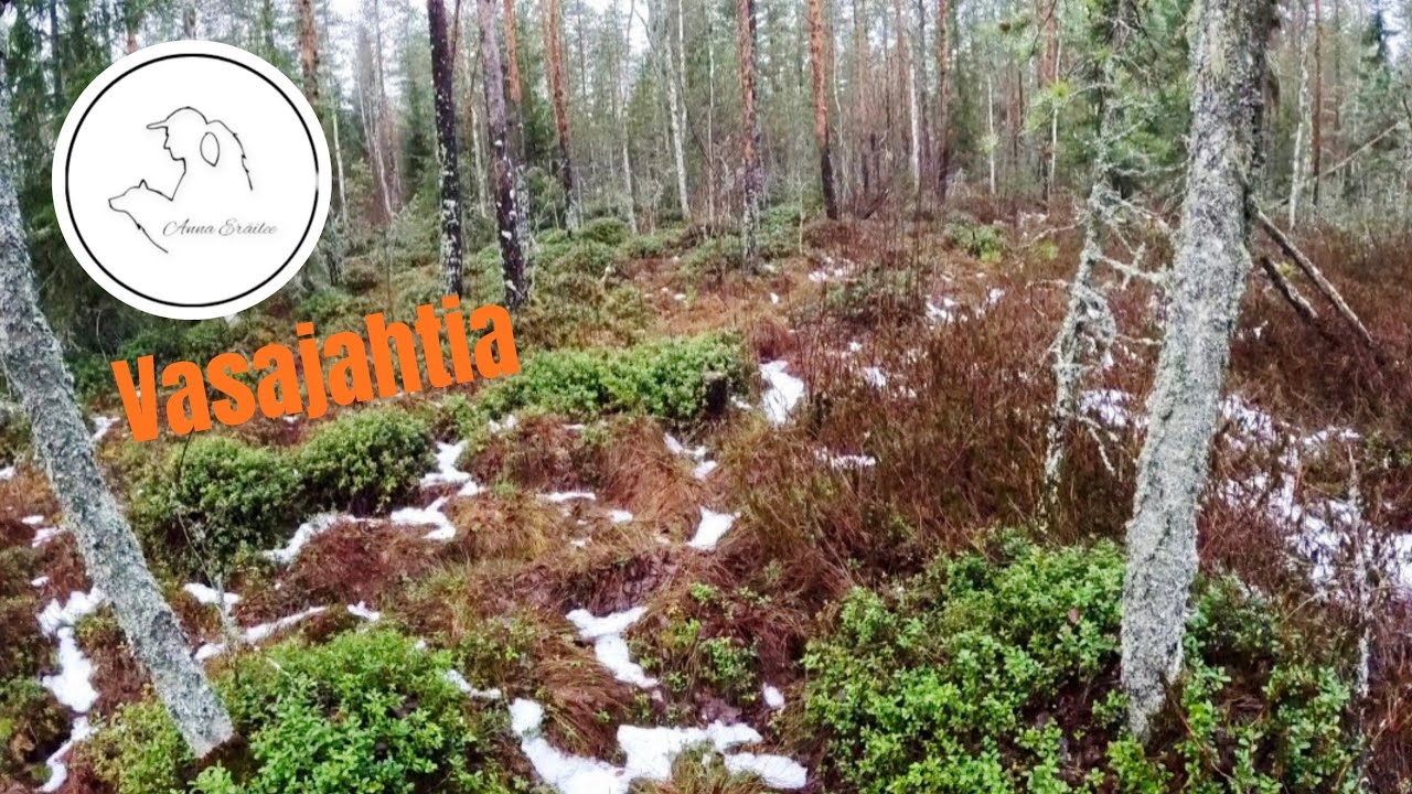 Vasajahtia joulukuussa 